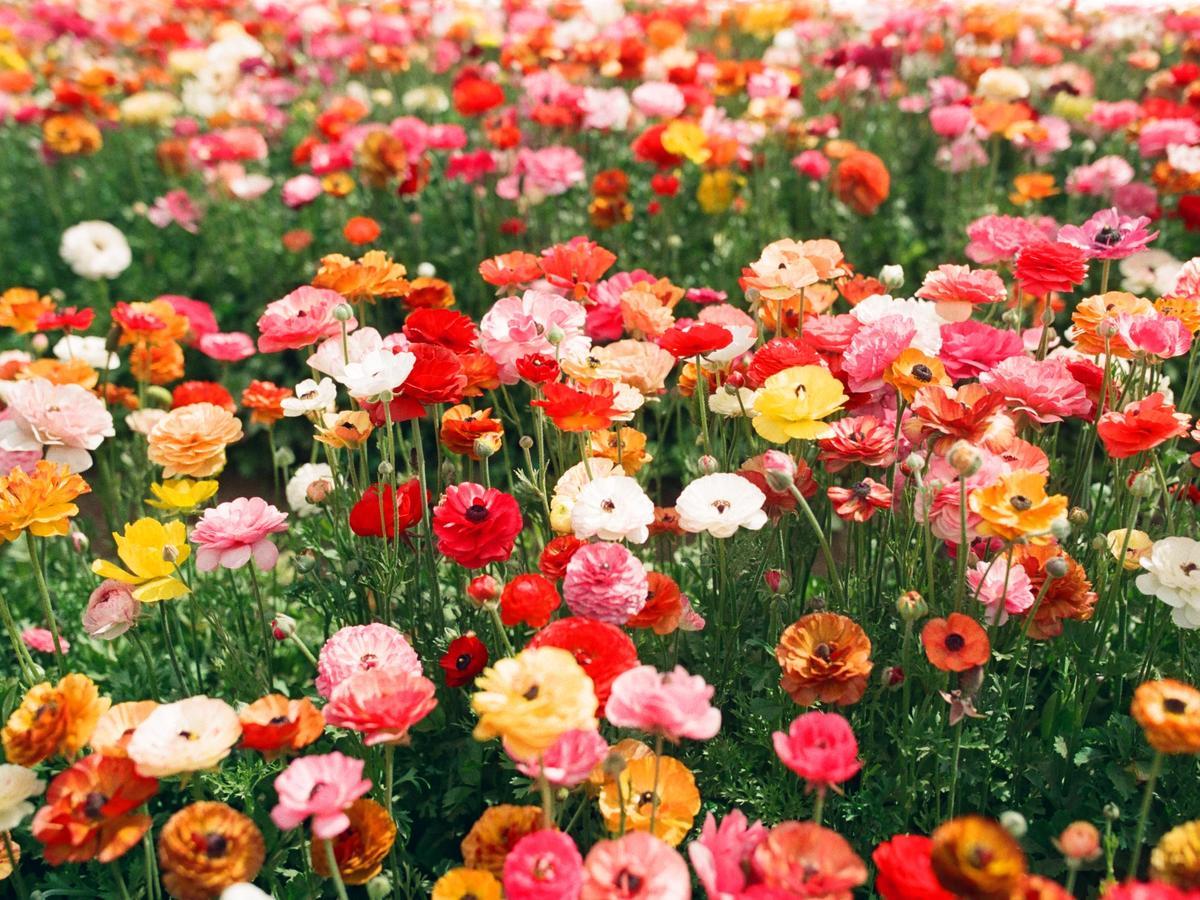 Flowers on film captured on Kodak Portra 400 with a Contax T3 by Natalie Carrasco